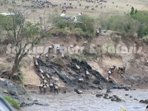 Wildebeast Migration